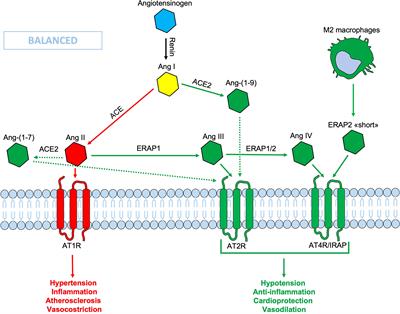 The emerging multifunctional roles of ERAP1, ERAP2 and IRAP between antigen processing and renin-angiotensin system modulation